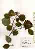  ( - TW018051)  @11 [ ] Copyright (2021) Unspecified Forestry and Forest Products Research Institute