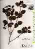  ( - TW018056)  @11 [ ] Copyright (2021) Unspecified Forestry and Forest Products Research Institute