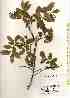  ( - TW018058)  @11 [ ] Copyright (2021) Unspecified Forestry and Forest Products Research Institute