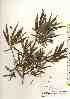  ( - TW018065)  @11 [ ] Copyright (2021) Unspecified Forestry and Forest Products Research Institute