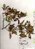  ( - TW018367)  @11 [ ] Copyright (2021) Unspecified Forestry and Forest Products Research Institute