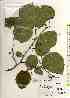  ( - TW018379)  @11 [ ] Copyright (2021) Unspecified Forestry and Forest Products Research Institute