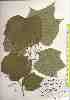  ( - TW018380)  @11 [ ] Copyright (2021) Unspecified Forestry and Forest Products Research Institute