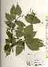  ( - TW018391)  @11 [ ] Copyright (2021) Unspecified Forestry and Forest Products Research Institute