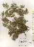  ( - TW018403)  @11 [ ] Copyright (2021) Unspecified Forestry and Forest Products Research Institute