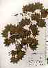  ( - TW018424)  @11 [ ] Copyright (2021) Unspecified Forestry and Forest Products Research Institute