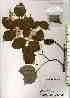  ( - TW018429)  @11 [ ] Copyright (2021) Unspecified Forestry and Forest Products Research Institute