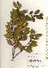  ( - TW018430)  @11 [ ] Copyright (2021) Unspecified Forestry and Forest Products Research Institute