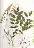  ( - TW018441)  @11 [ ] Copyright (2021) Unspecified Forestry and Forest Products Research Institute