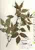  ( - TW018444)  @11 [ ] Copyright (2021) Unspecified Forestry and Forest Products Research Institute