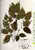  ( - TW018459)  @11 [ ] Copyright (2021) Unspecified Forestry and Forest Products Research Institute