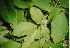  ( - TW018464)  @11 [ ] Copyright (2021) Unspecified Forestry and Forest Products Research Institute