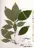  ( - TW018470)  @11 [ ] Copyright (2021) Unspecified Forestry and Forest Products Research Institute