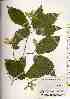  ( - TW018473)  @11 [ ] Copyright (2021) Unspecified Forestry and Forest Products Research Institute