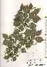  ( - TW018474)  @11 [ ] Copyright (2021) Unspecified Forestry and Forest Products Research Institute