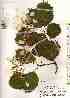  ( - TW018476)  @11 [ ] Copyright (2021) Unspecified Forestry and Forest Products Research Institute