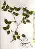 ( - TW018478)  @11 [ ] Copyright (2021) Unspecified Forestry and Forest Products Research Institute