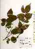  (Forsythia - TW018479)  @11 [ ] Copyright (2021) Unspecified Forestry and Forest Products Research Institute