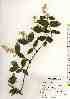  ( - TW018486)  @11 [ ] Copyright (2021) Unspecified Forestry and Forest Products Research Institute