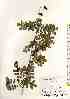  ( - TW018490)  @11 [ ] Copyright (2021) Unspecified Forestry and Forest Products Research Institute
