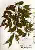  ( - TW018516)  @11 [ ] Copyright (2021) Unspecified Forestry and Forest Products Research Institute
