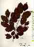  ( - TW018530)  @11 [ ] Copyright (2021) Unspecified Forestry and Forest Products Research Institute