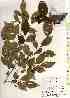  ( - TW018534)  @11 [ ] Copyright (2021) Unspecified Forestry and Forest Products Research Institute