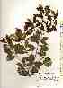  ( - TW018544)  @11 [ ] Copyright (2021) Unspecified Forestry and Forest Products Research Institute