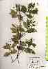  ( - TW018546)  @11 [ ] Copyright (2021) Unspecified Forestry and Forest Products Research Institute