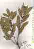  ( - TW019097)  @11 [ ] Copyright (2021) Unspecified Forestry and Forest Products Research Institute