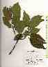  ( - TW019121)  @11 [ ] Copyright (2021) Unspecified Forestry and Forest Products Research Institute