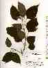  ( - TW019147)  @11 [ ] Copyright (2021) Unspecified Forestry and Forest Products Research Institute
