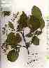  ( - TW019151)  @11 [ ] Copyright (2021) Unspecified Forestry and Forest Products Research Institute