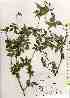  ( - TW019167)  @11 [ ] Copyright (2021) Unspecified Forestry and Forest Products Research Institute