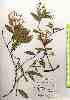  ( - TW019172)  @11 [ ] Copyright (2021) Unspecified Forestry and Forest Products Research Institute