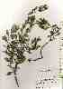  ( - TW019227)  @11 [ ] Copyright (2021) Unspecified Forestry and Forest Products Research Institute