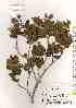  ( - TW019230)  @11 [ ] Copyright (2021) Unspecified Forestry and Forest Products Research Institute