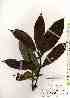  ( - TW019238)  @11 [ ] Copyright (2021) Unspecified Forestry and Forest Products Research Institute