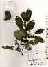  ( - TW019244)  @11 [ ] Copyright (2021) Unspecified Forestry and Forest Products Research Institute