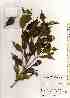  ( - TW019247)  @11 [ ] Copyright (2021) Unspecified Forestry and Forest Products Research Institute