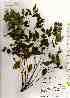  ( - TW019260)  @11 [ ] Copyright (2021) Unspecified Forestry and Forest Products Research Institute