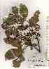  ( - TW019261)  @11 [ ] Copyright (2021) Unspecified Forestry and Forest Products Research Institute
