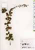  (Lespedeza thunbergii subsp. thunbergii f. angustifolia - TW019265)  @11 [ ] Copyright (2021) Unspecified Forestry and Forest Products Research Institute