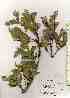  ( - TW019271)  @11 [ ] Copyright (2021) Unspecified Forestry and Forest Products Research Institute