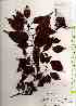  (Alnus japonica - TW019273)  @11 [ ] Copyright (2021) Unspecified Forestry and Forest Products Research Institute