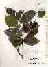  ( - TW019275)  @11 [ ] Copyright (2021) Unspecified Forestry and Forest Products Research Institute