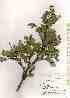  ( - TW019279)  @11 [ ] Copyright (2021) Unspecified Forestry and Forest Products Research Institute