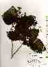  ( - TW019284)  @11 [ ] Copyright (2021) Unspecified Forestry and Forest Products Research Institute