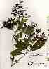  ( - TW019292)  @11 [ ] Copyright (2021) Unspecified Forestry and Forest Products Research Institute