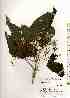  ( - TW019301)  @11 [ ] Copyright (2021) Unspecified Forestry and Forest Products Research Institute